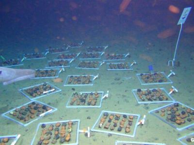 Encubrir y profanar: El espectro de la minería en aguas&nbsp;profundas